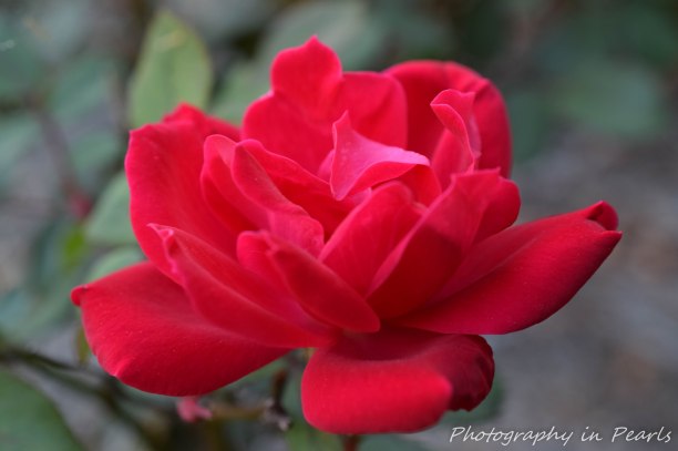 Red Rose 2