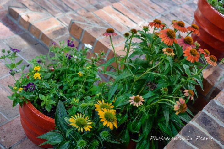 Coneflowers and More 1