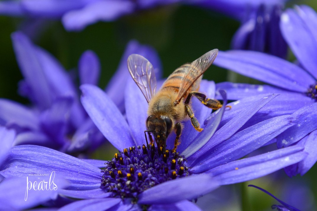 Bee on Blue 4
